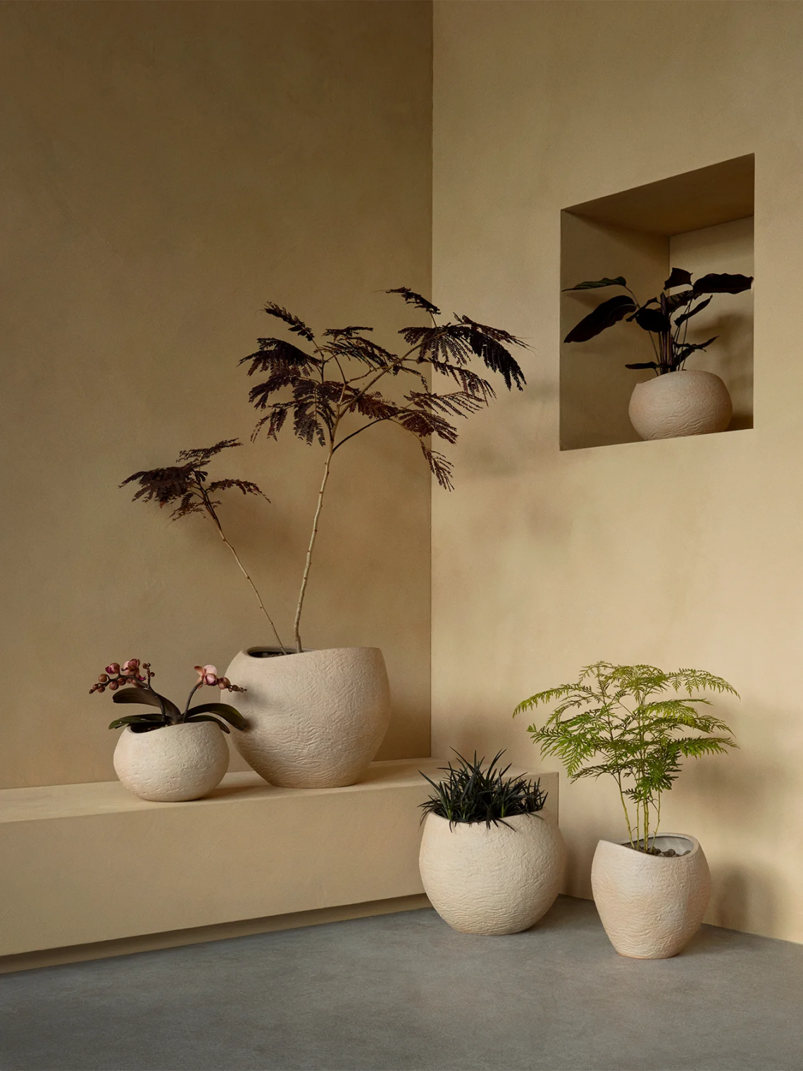 Plantas Planter花盆场景图2